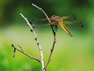 Dragonfly at the grass macro