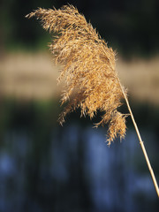 Spikelet at the blue lake background