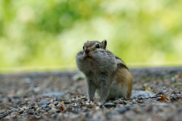 Naklejka na ściany i meble Asian Chipmunk (Tamias sibiricus) with cheeks stuffed full of food, in the summer.