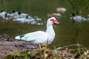 Muscovy Duck
