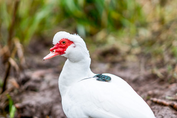 Muscovy Duck