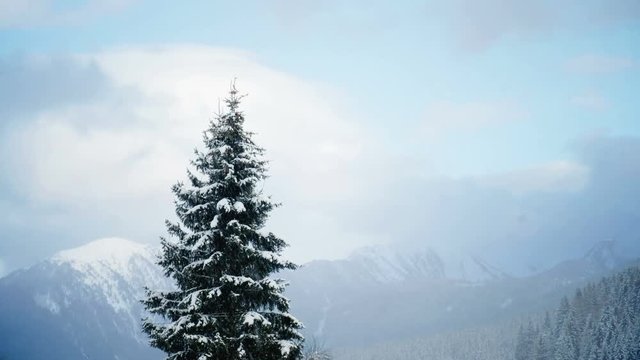fir tree mountain snow snowfall winter sky panorama