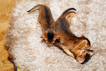 Three kittens of Abyssinian cat playing on a fur blanket.