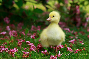 little yellow duckling