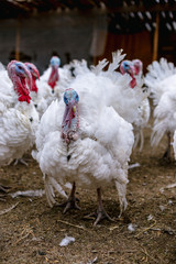 Breeding turkeys on a farm.