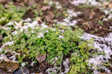 Green parsley in the garden is covered with snow.
