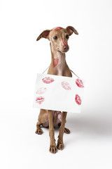 Italian greyhound dog with red lips kiss marks