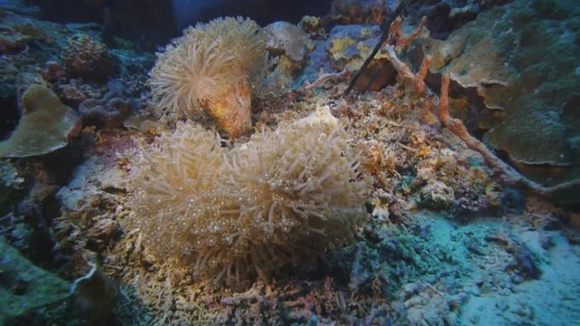 colonies of goniopora coral growing on a coral reef
