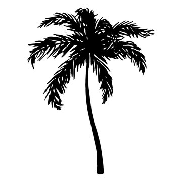 Monochrome black and white tropical palm tree sea ocean beach hand drawn sketch vector