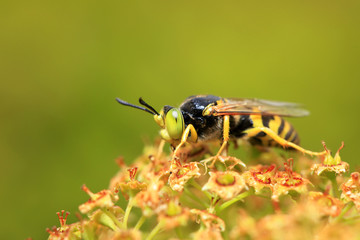 A wasp, close-up