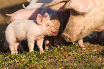 Liebevolle Schweinemutter mit ihren Ferkeln
