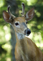 Young male Deer portrait