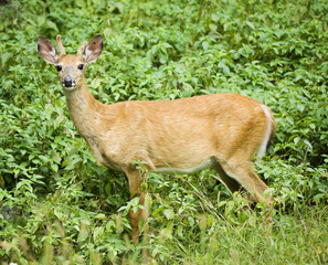 Young Deer standing by vegetation