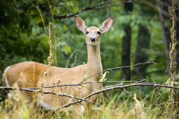 Female Deer standing in forest