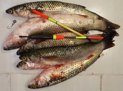 Fresh fish mullet (Mugil).