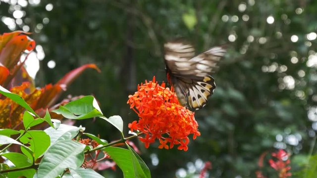 large beautiful female green birdwing butterfly feeds on a red ixoria flower