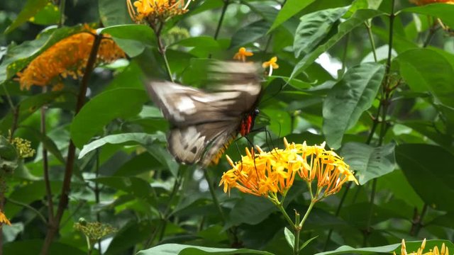 close up of a beautifil green birdwing butterfly feeding on a yellow flower