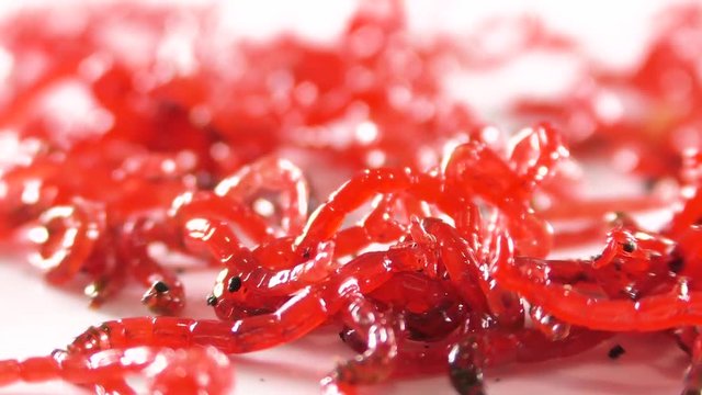 red larvae as live food or bait for fishing