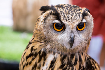 Animal closeup show face bird eagle owl