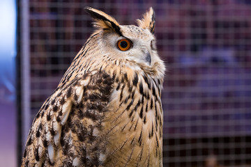 Animal closeup show face bird eagle owl