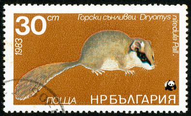 Ukraine - circa 2017: A postage stamp printed in Bulgaria shows drawing Forest Dormouse, Dryomys nitedula. Series: Flora and fauna. Circa 1983.