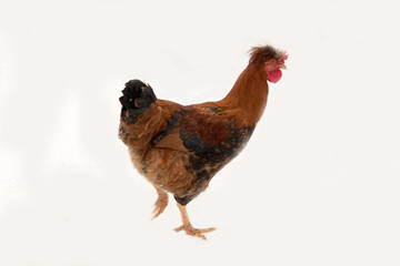 Chickens and a rooster in the courtyard of the courtyard. Winter snow. The concept of tasty and healthy ecological food produced on the farm.