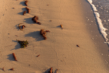 Small amounts of seaweed on a sandy beach on a fine morning.