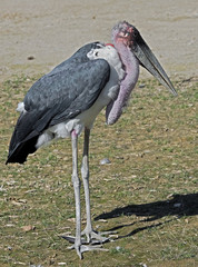 Marabou stork. Latin name - Leptoptilos crumeniferus