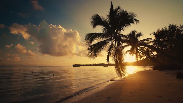 Sunrise over tropical island beach and palm tree. Punta Cana, Dominican Republic