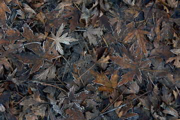 fallen dark leaves with hoarfrost on a trampled path