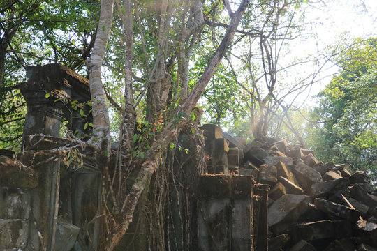 「ベンメリア」の画像 747 件の Stock 写真、ベクターおよびビデオ Adobe Stock