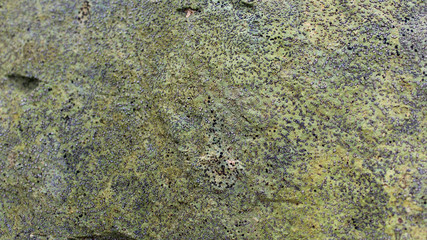 Macro Photography of Moss and Lichen in the Great Smoky Mountains National Park.