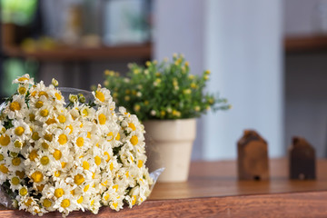 Flowers of Chrysanthemums are colorful, look sweet and beautiful which is best use for indoor decorative in the house or grow them in the garden.
