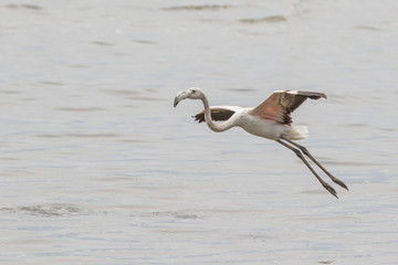 Sub-adult greater flaminto taking off in Walvis Bay Lagoon, Nami