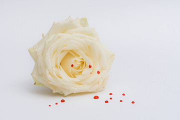 White rose with red drops isolated on a white background
