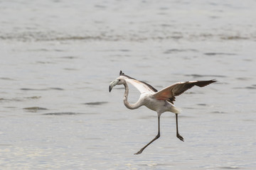 Sub-adult greater flaminto landing in Walvis Bay Lagoon, Namibia