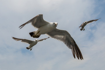 Sea gulls in Vladivostok. Tourists feed hungry gulls