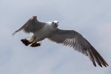 Sea gulls in Vladivostok. Tourists feed hungry gulls
