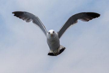 Sea gulls in Vladivostok. Tourists feed hungry gulls