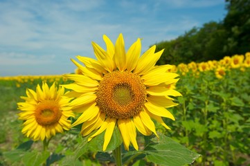 A closeup picture of a sunflower in a sunflower field. Slightly cloudy sky and some forest in the background.