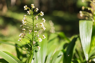 Little beautiful white flower in the garden with sunlight