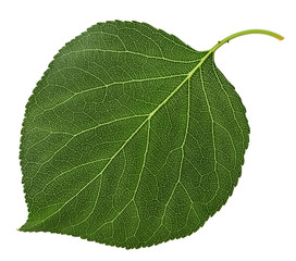 Apricot leaf