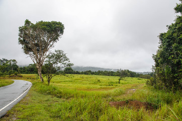 Fototapeta premium the road to tropical forest.