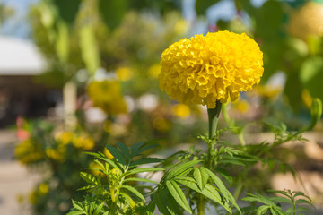 Lots of beautiful marigold flowers in the garden