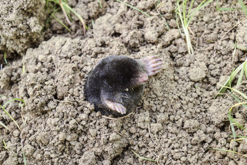 mole climbs out of the hole. Black mole. A mound of earth from a mole. An underground animal is a mole