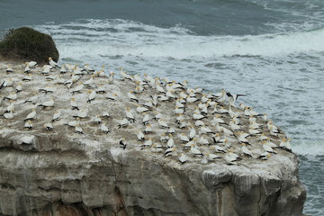 Gannet at Muriwai Beach Auckland