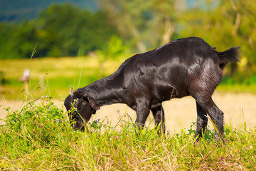 A young black goat grazes in a meadow
