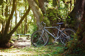 Fototapeta premium Old bike parked resting against a tree