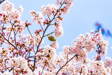 Japanese White-eye.The background is cherry blossoms. Located in Tokyo Prefecture Japan.