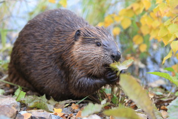 North American Beaver (Castor canadensis) eating, Alaska 